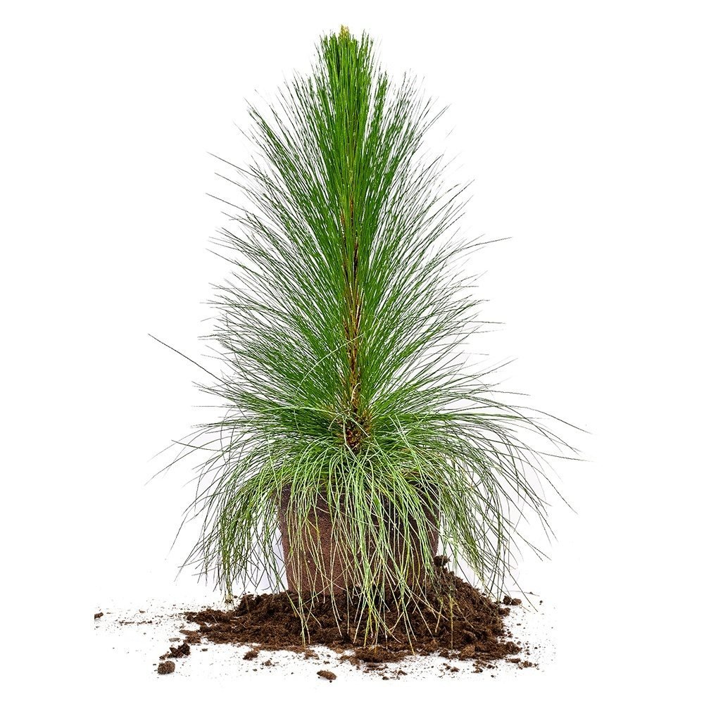 Perfect Plants Longleaf Pine Tree Live Plant, 3 Gallon, Includes Care Guide Buy Online in
