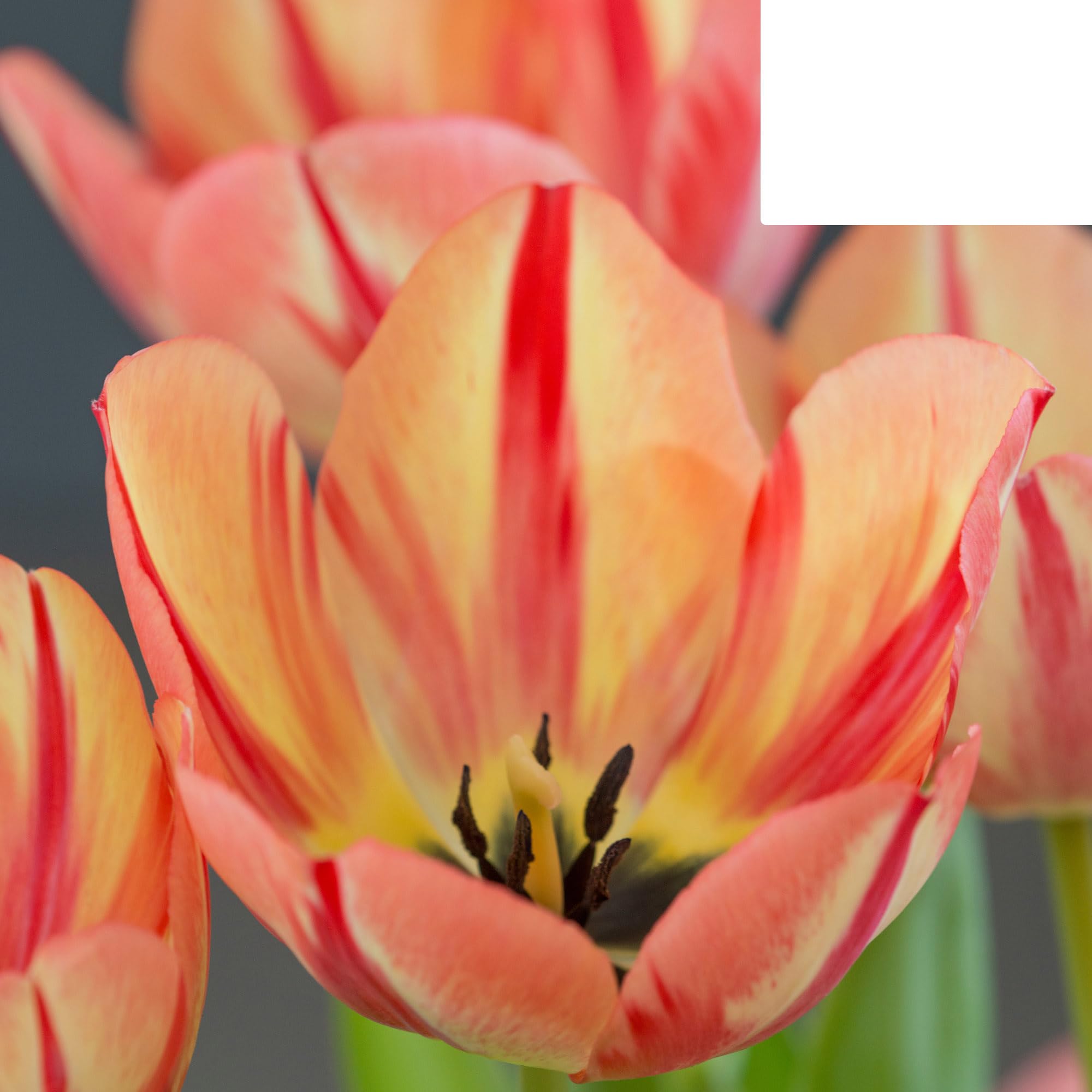 Bulbes de tulipe 'Spring Break' | 20 pièces | Tulipe rouge-orange - 30-50cm - Ø5cm - bulbe à fleurs - Plante de jardin