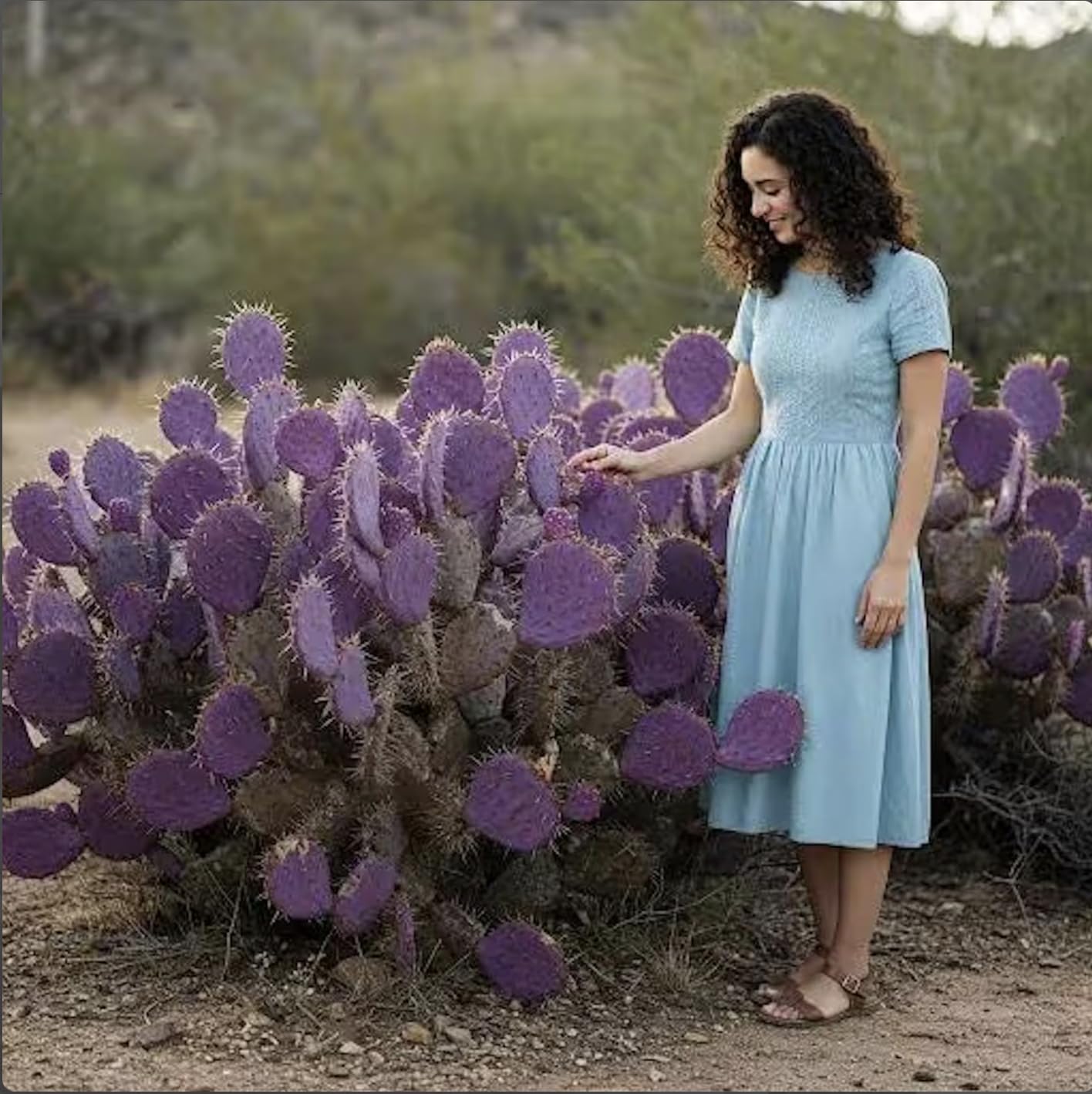 Durazilla Prickly Pear Cactus (Opuntia gosseliniana) - Live Plant Cutting - Roots Easily - Purple Color-Changing