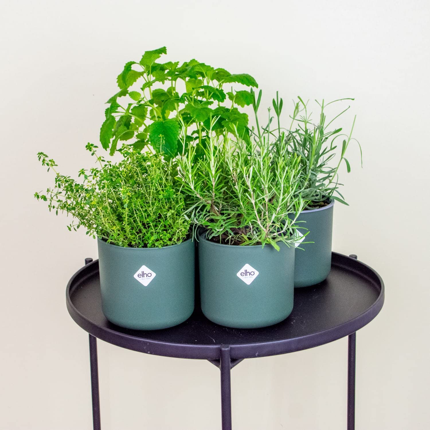 Italiennes Herbes Fraîches Aromatiques Plantes en pot de fleurs Ø 14 cm - Lot de 4 - hauteur : 12-15 cm - Herbes Aromatiques Interieur Jardin Romarin Thym Lavande Sauge et Origan