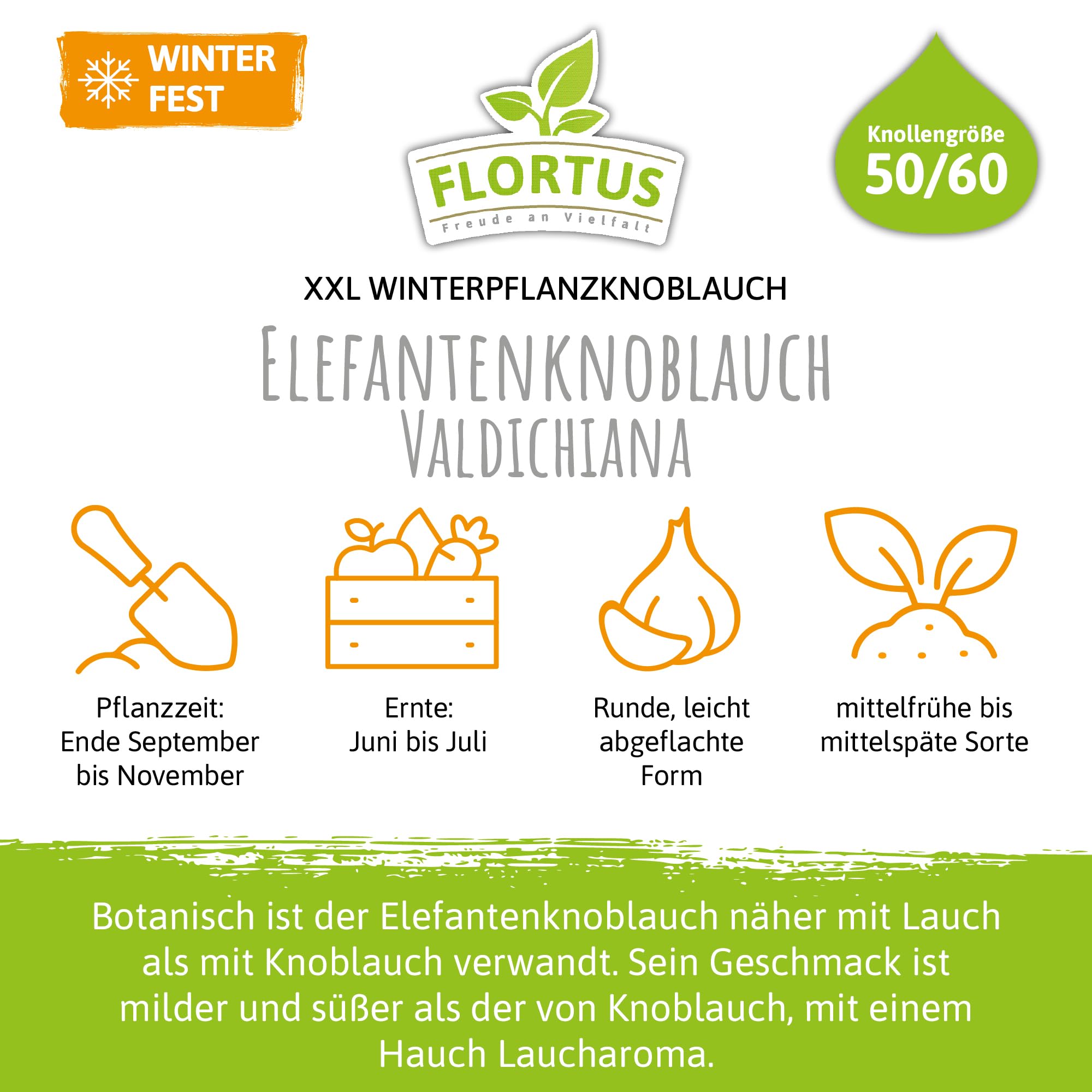 FLORTUS – Winterpflanzknoblauch Valdichiana Elefantenknoblauch 20 Zehen zertifiziertes Pflanzgut, keine Samen – Zehengröße 24-40 mm – winterhart, sehr große Steckzehen mild im Geschmack