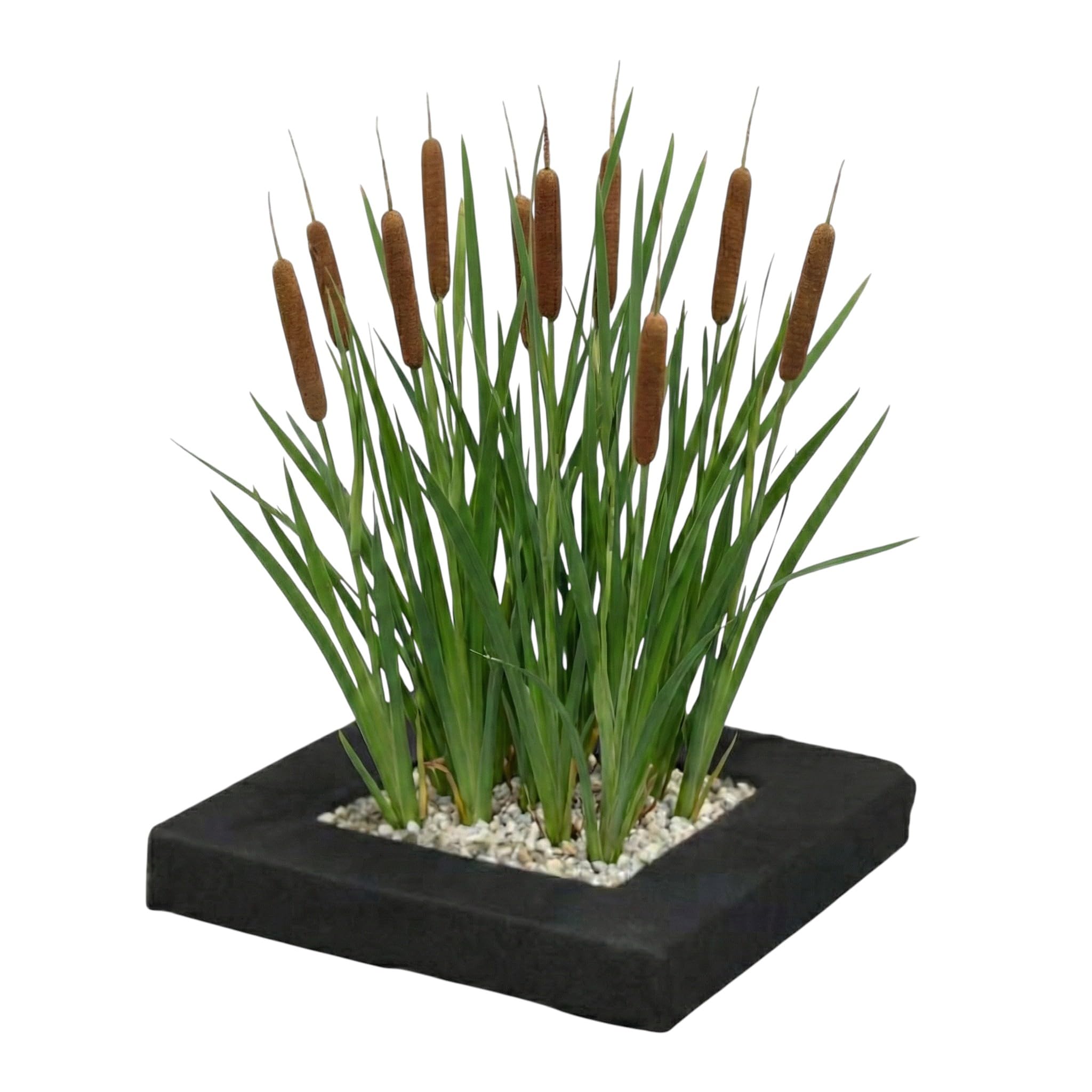 Vdvelde․com - Schwimmende Pflanzinsel mit Lisdodde - 4x Typha latifolia Teichpflanzen Set - Pflanzkorb, Substrat & Dünger inklusive - Komplettset Wasserpflanzen Teich