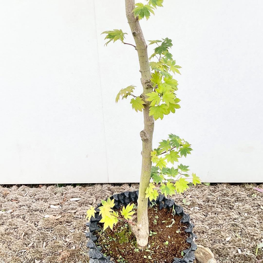 枝垂れコハウチワカエデ 543 枝垂れコハウチワカエデ 543 葉と枝による