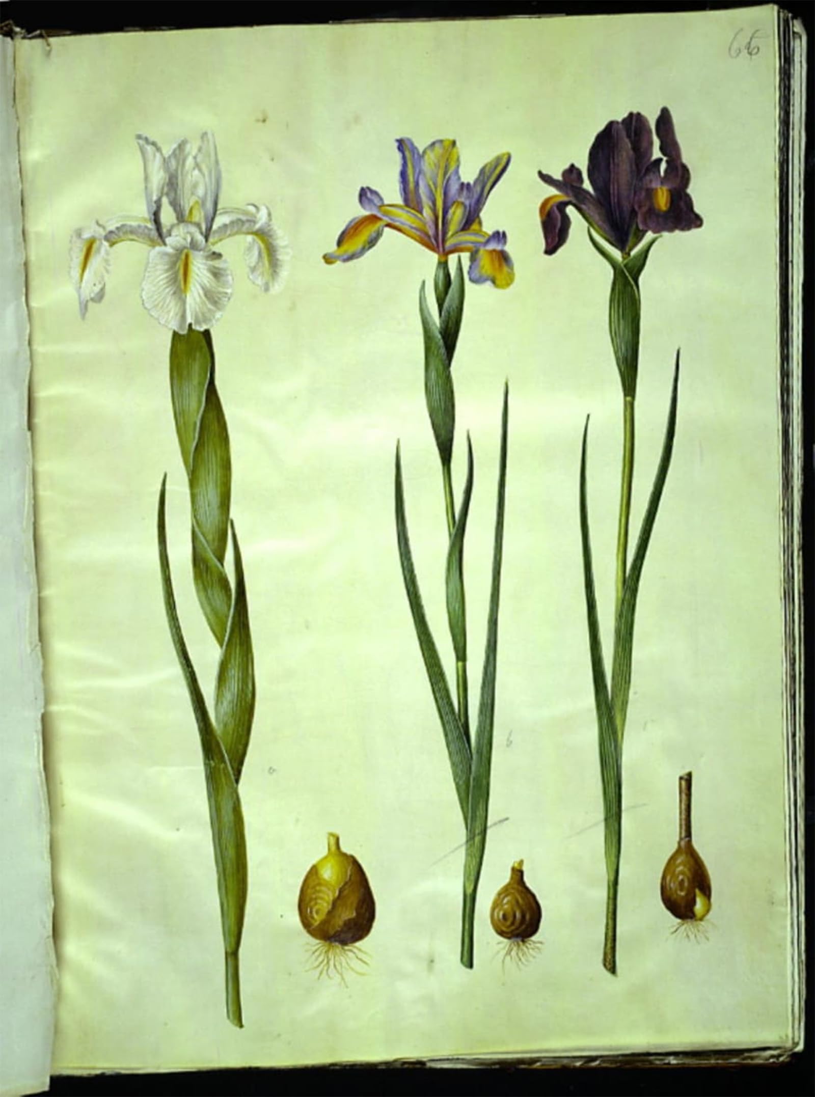 ARTXLXXBN Famous Painting Canvas Artwork Graffiti Print Iris Latifolia by Hans Simon Holtzbecker Portrait Canvas Image for Home Decor 60x90cm