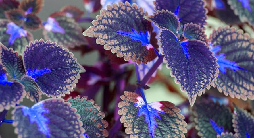 Amazon.com : New 100pcs Coleus Plant Seeds Deep Blue Generic