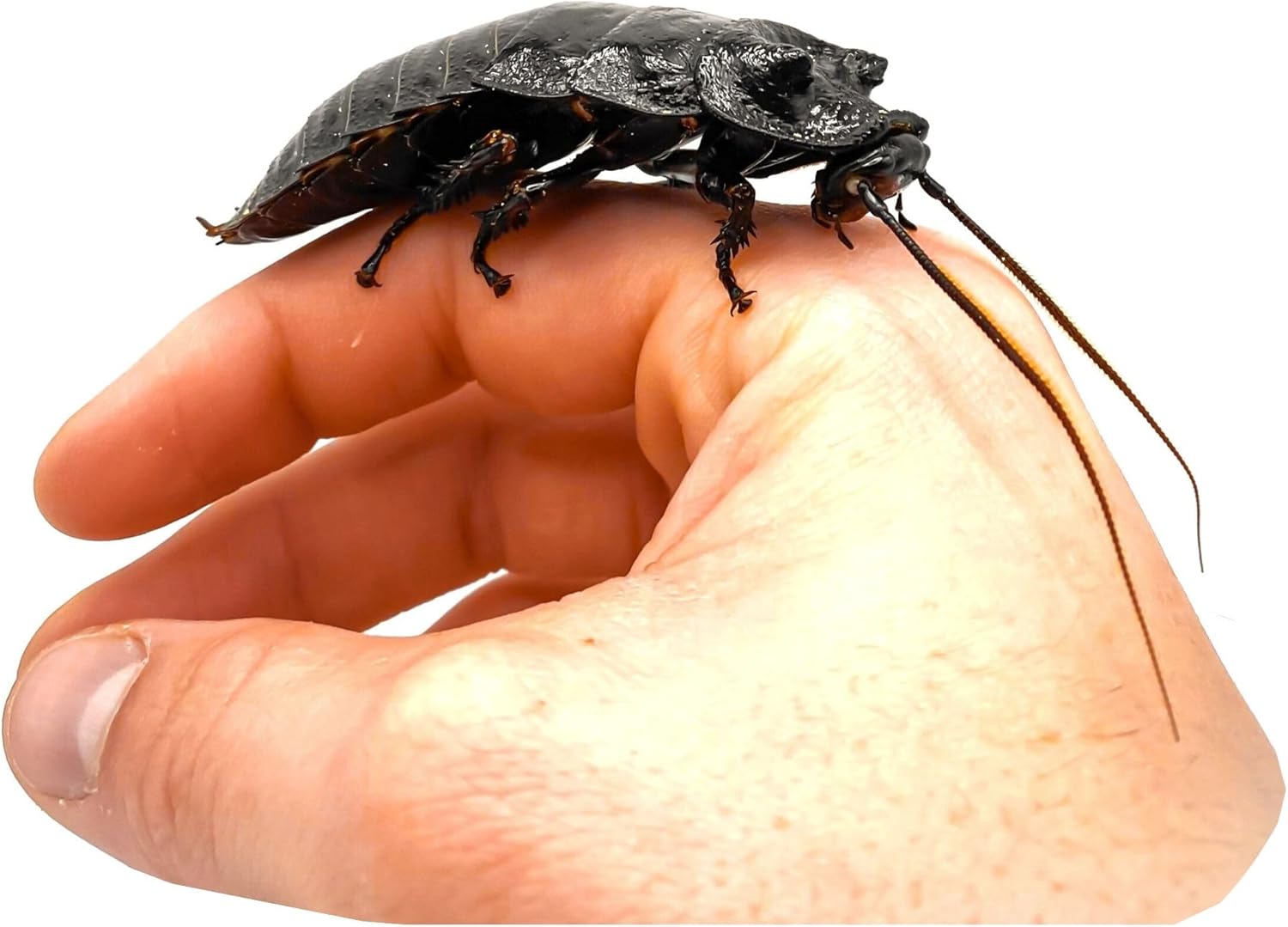 Black Tiger Madagascar Hissing Cockroach - One Adult Male (Gromphadorhina grandidieri)