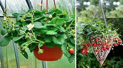 Miniatura 6 de Más de 100 Semillas Alpine Strawberry Four Seasons Everbearing - Rojo Fruta