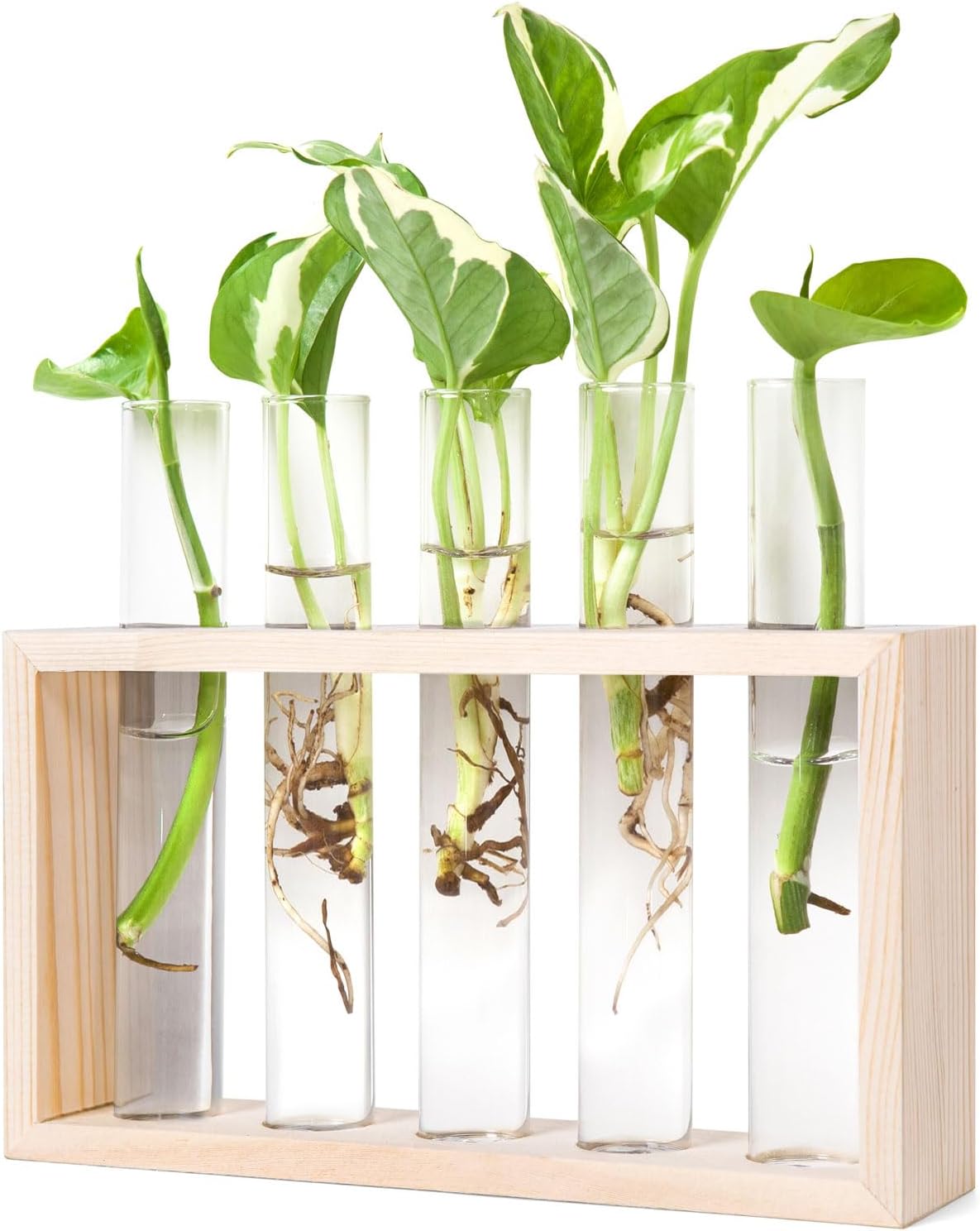 Wall Hanging Plant Propagation Station