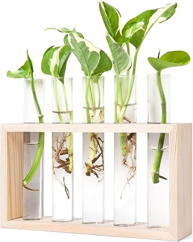Miniatura 8 de Mkono - Maceta de cristal para colgar en la pared o mesas terrario moderno en soporte de madera para reproducción de plantas hidropónicas decoración