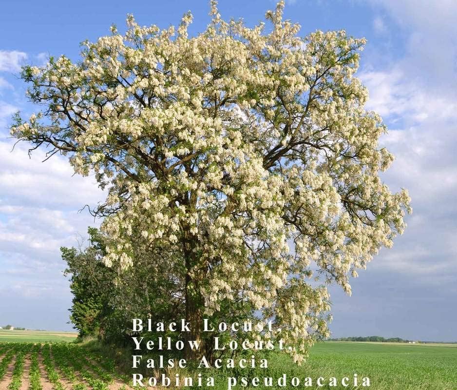 Miniatura 2 de 1-1000 semillas de acacia falsas de langosta negra y amarilla Robinia Pseudoacacia 0147 (más de 25 semillas)