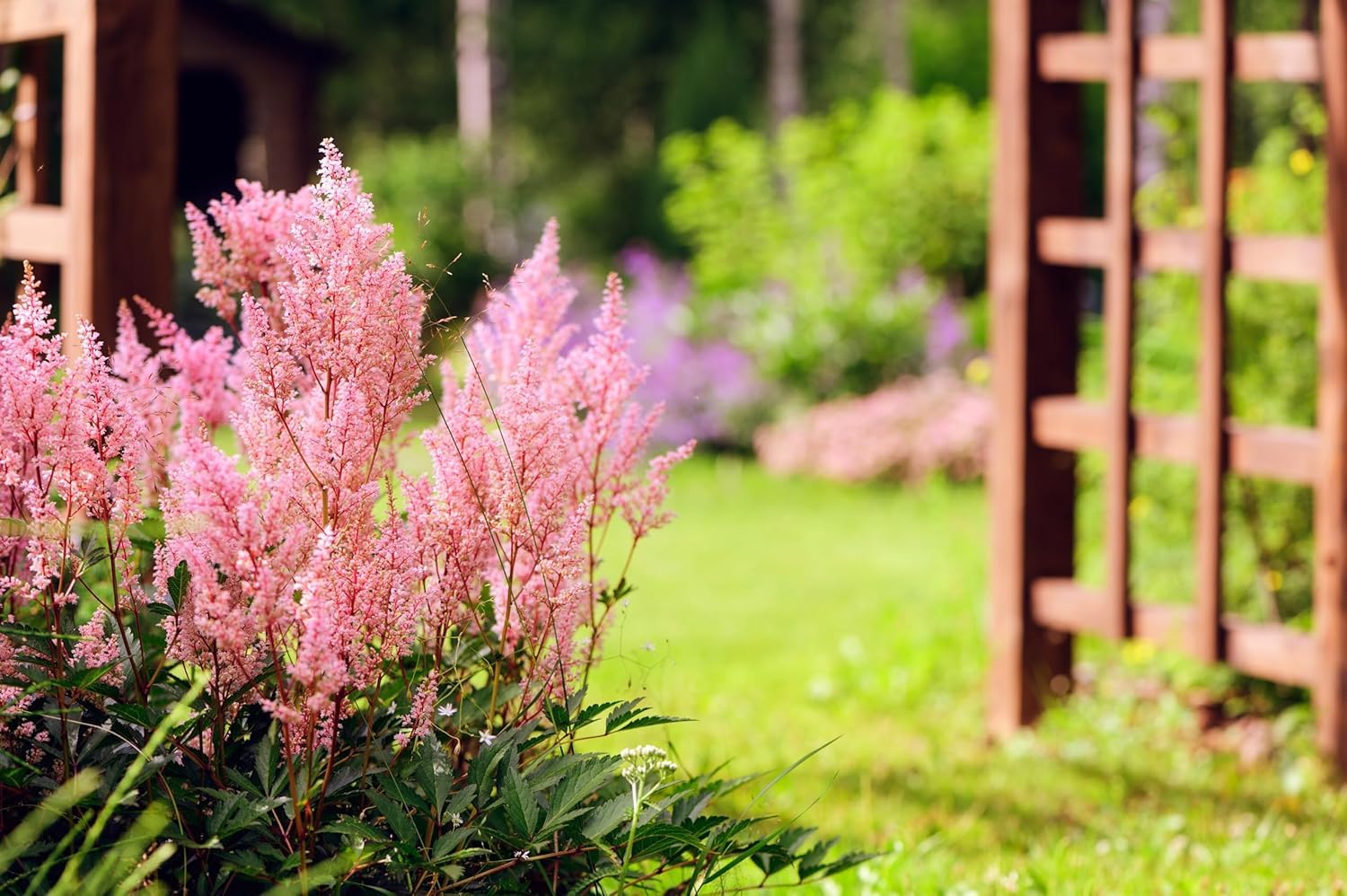 Stauden Gänge 10 x Astilbe arendsii 'Astary Rose' Prachtspiere winterhart