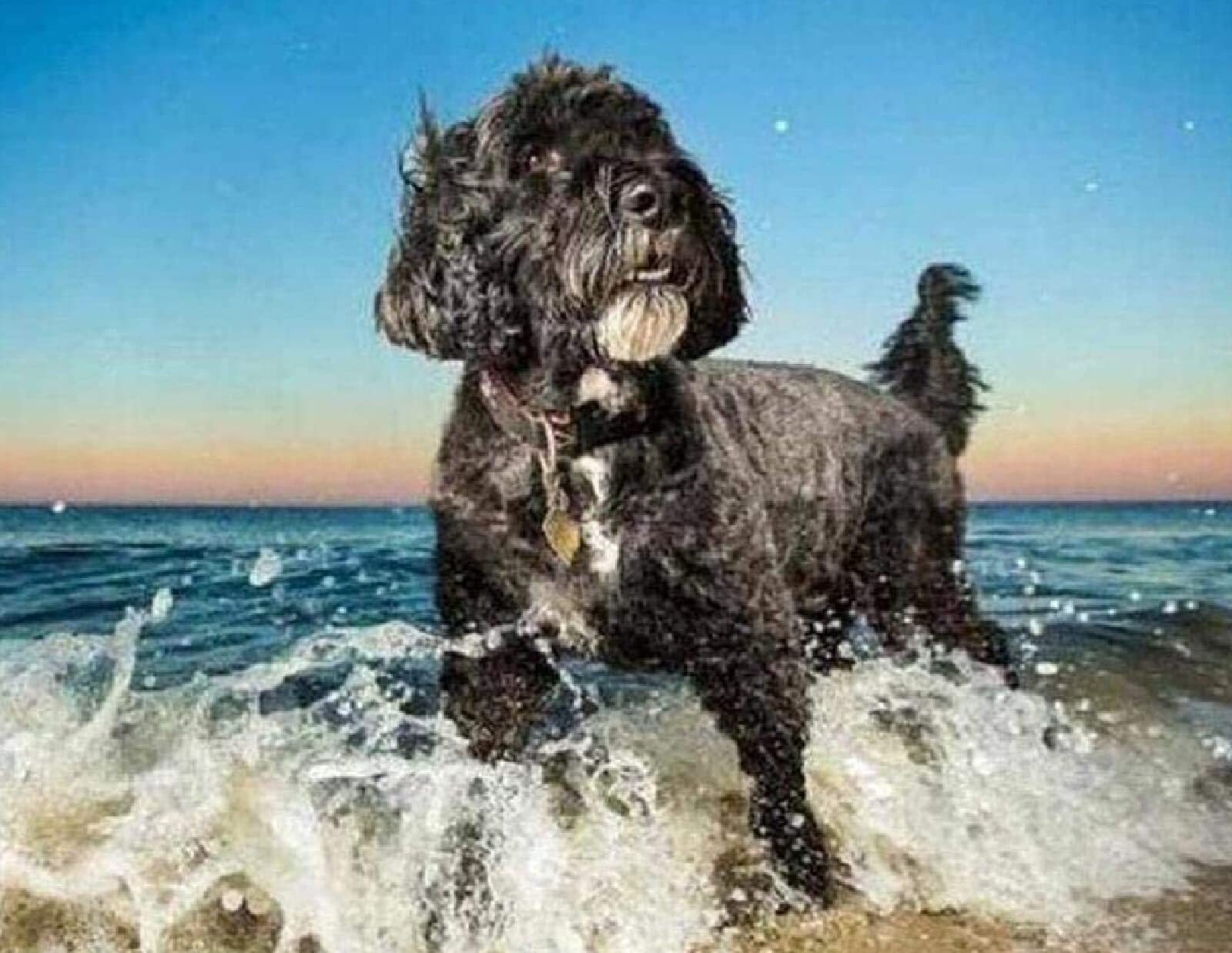 Kit broderie point de croix Chien d'eau portugais 11CT 40x50cm