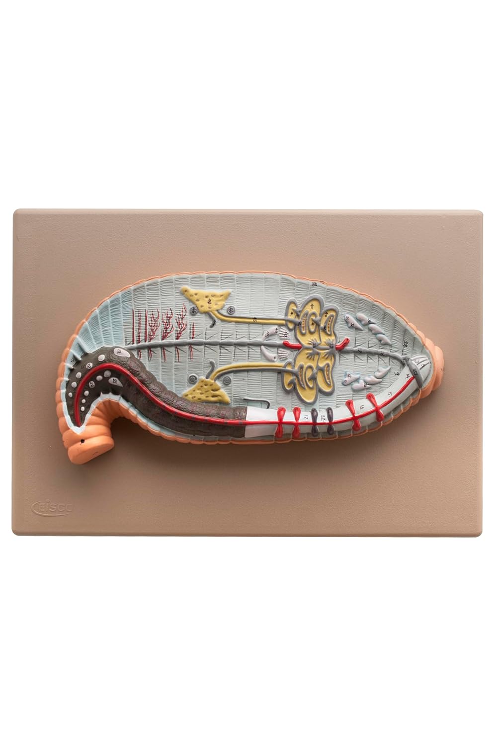 Eisco Labs Premium Earthworm Dissection Model; Very Large Size - Earthworm 19" Long and 7" Wide