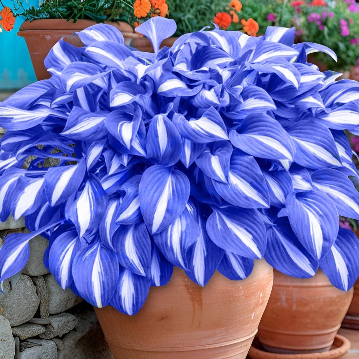 Imported Hosta Flower seeds for Home and Kitchen Gardening, Pack of 100 seeds (BLUE)