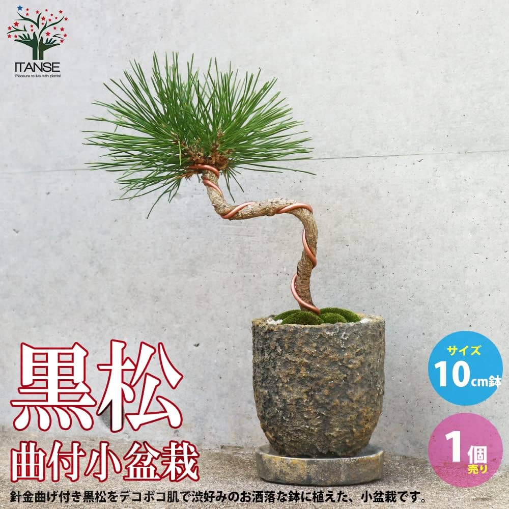 Amazon.co.jp: 黒松・ねじり曲付け小盆栽 10cmわびさび荒素焼鉢