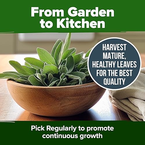 Miniatura 9 de HOME GROWN Semillas de salvia blanca, paquete de 646 semillas de reliquia, cultiva plantas aromáticas de salvia para tu jardín de semillas de