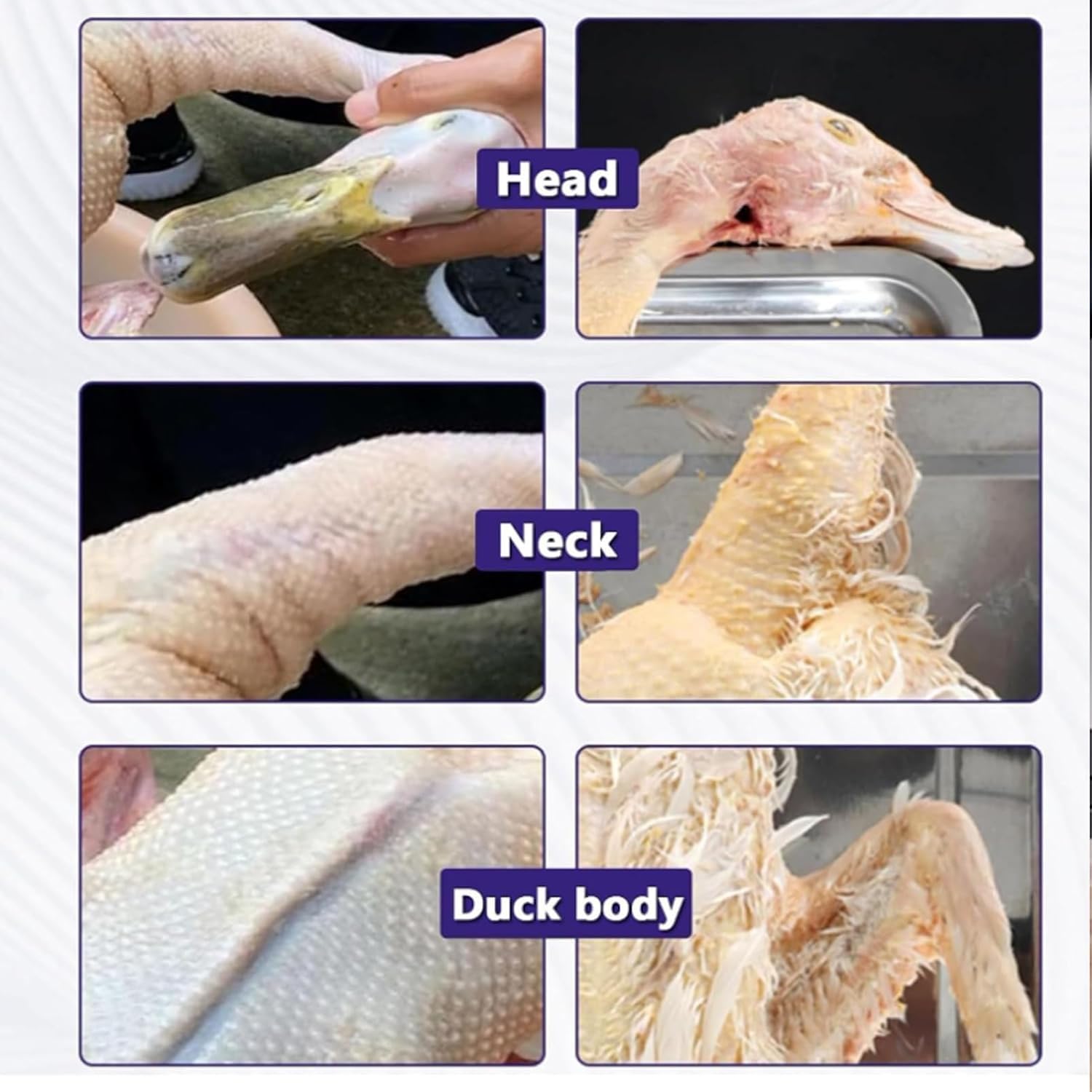 Máquina desplumadora eléctrica de plumas de pollo con cono de acero inoxidable, ajuste automático de tensión, ideal para aves de corral, patos, gansos y pavos