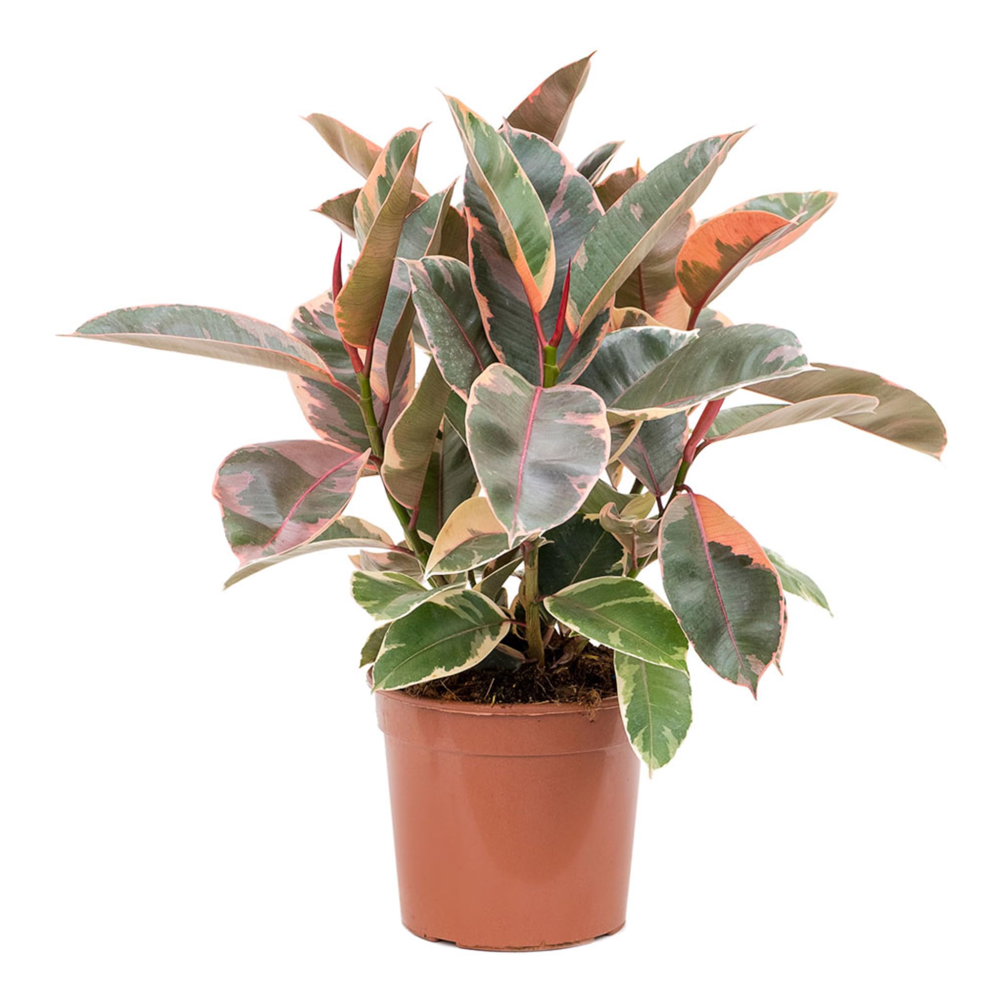 Variegated Rubber Plant Red ruby for home and office plant with nursery pot