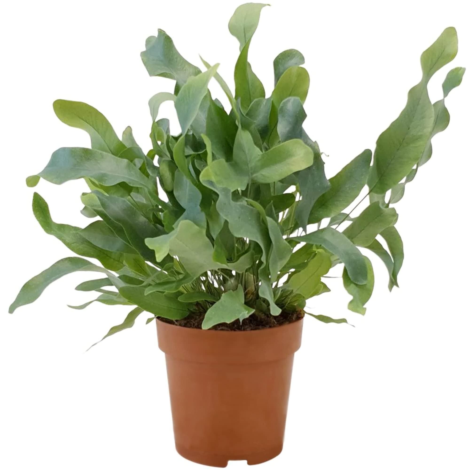 Happy Planting Uk Blue Star Fern Phlebodium Aureum Rabbit's Foot Fern - Indoor Seaweed Look Green Leaves Houseplant For Kitchen Bathroom Living Room