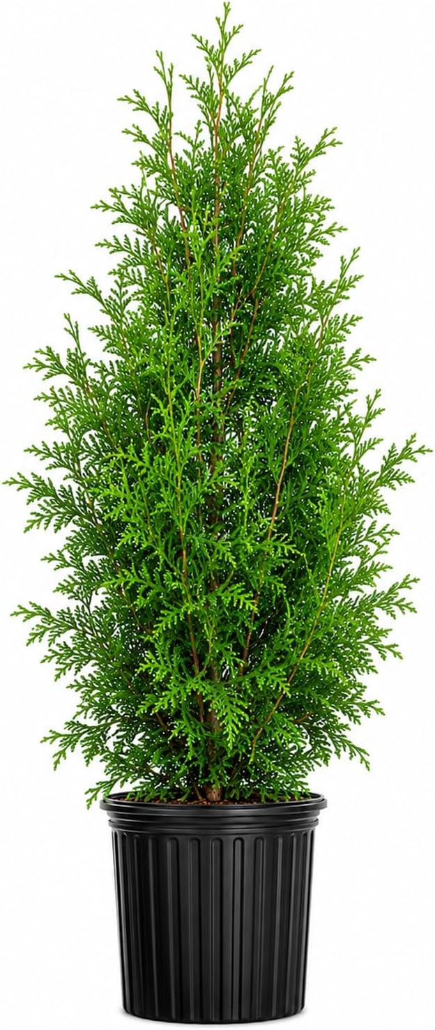 Árboles