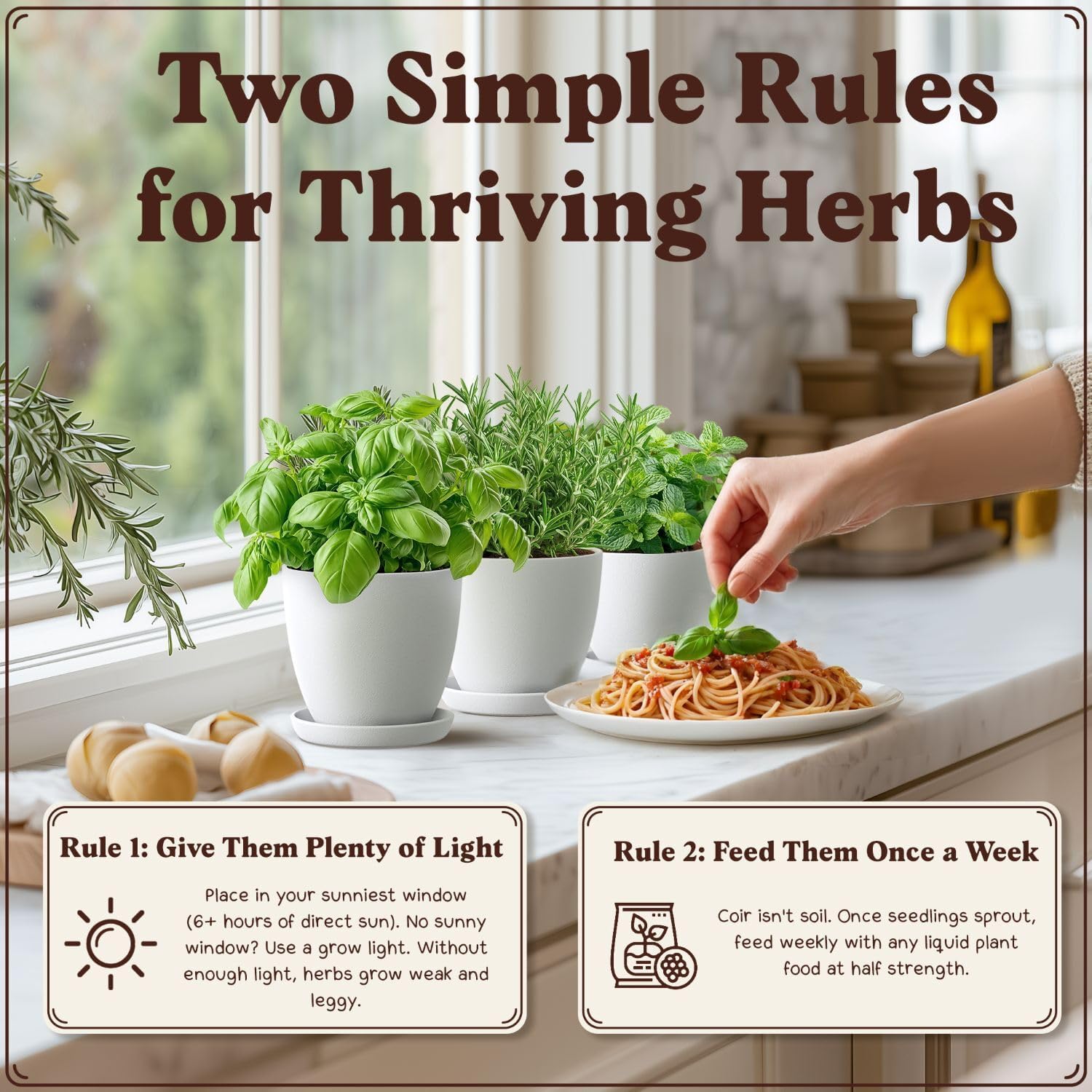 Seedboy Organic 10 Herb Garden Starter Kit for Planting Indoor or Outdoor, Non-GMO USDA Certified Seed, Cool Unique Gift for Gardeners, Mom Birthday, Friends, Plant Lovers (Herb Garden Starter Kit)