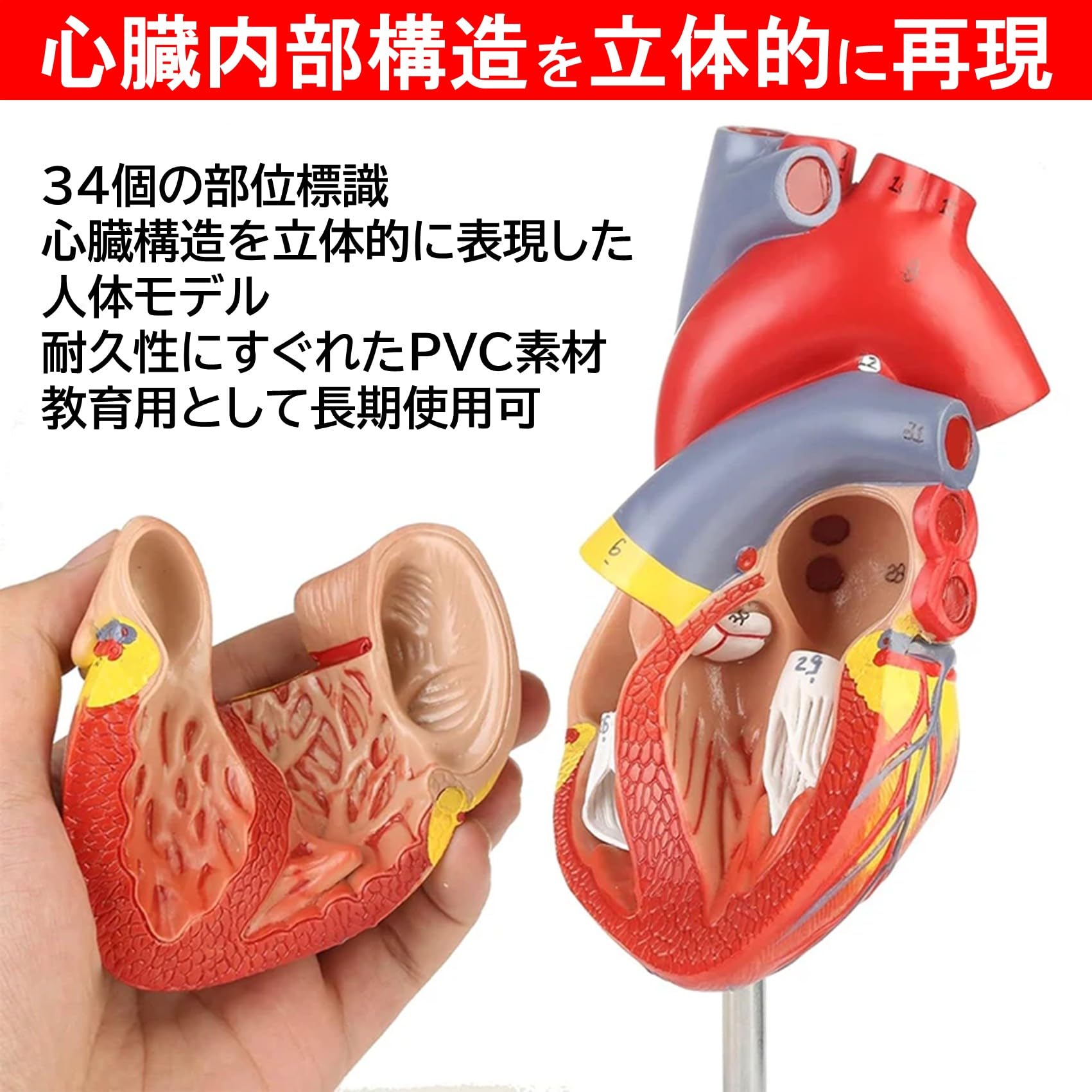 Amazon.co.jp: NOELAMOUR 心臓模型 1:1 実物大 心臓標本 立体 解剖