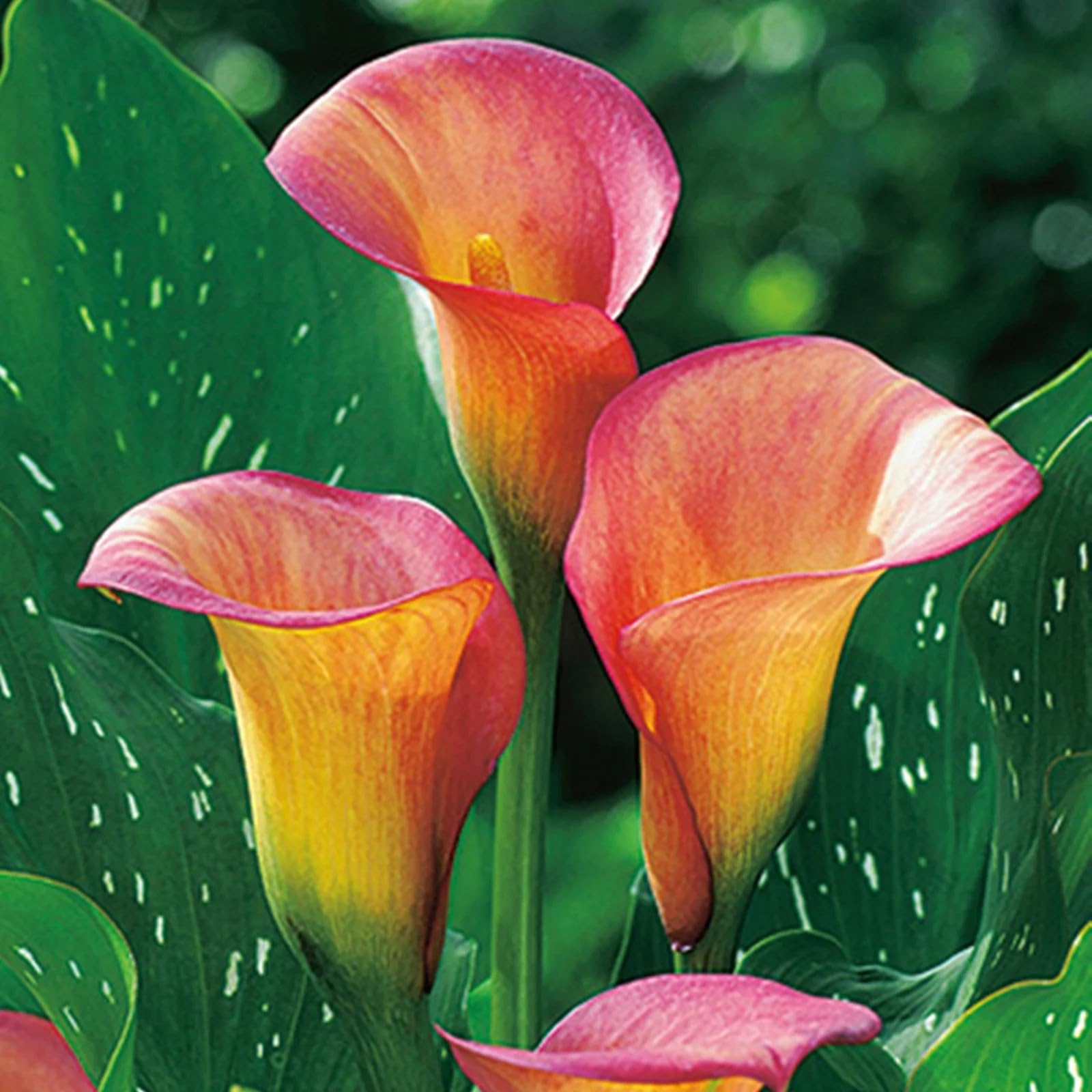 Calla Lily Bulbs for Planting Now UK Ornamental Perennial Excellent Display Plant Bulbs Greening Flower Good for Containers/Natural Organic Easy Plant Perennial-8bulbs-D