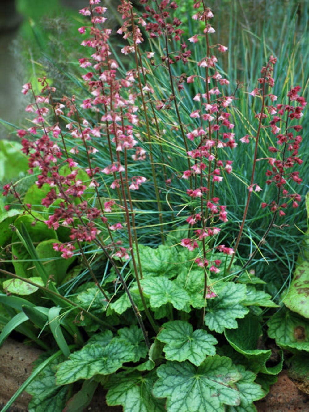 Perennial Farm Marketplace Heuchera v. 'Berry Timeless' (Coral Bells) Perennial, Size-#1 Container, Mint Green Foliage