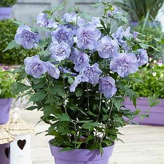 YouGarden - 1 x Hibiscus 'Blue Chiffon' in a 9cm Pot