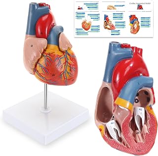 Human Heart Model, 2-Part Life Size Cardiac Anatomical Model, 48 Accurate Numbered Anatomical Structures with Number Manual, Magnets, Display Base