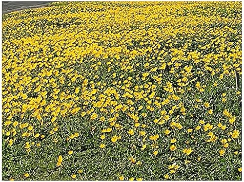 Miniatura 2 de 23,000 Goldfields Seeds - Alfombra de margarita amarilla de bajo crecimiento tipo flor silvestre para suelos arenosos y arcillosos secos