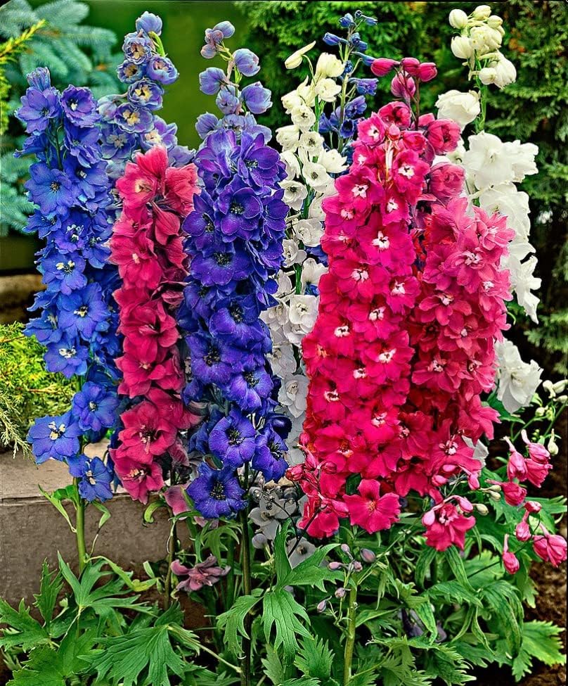 RAISE ME UP Seeds Giant Larkspur Mix Tall Delphinium - Flores anuales