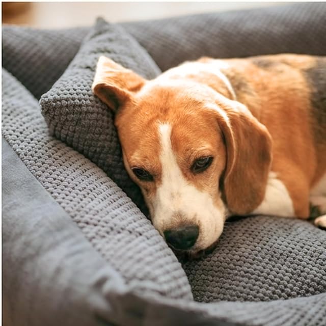 Foto 6 de 8 de 4L Textil TEO Cama para Perros Grandes Lavable y Desenfundable - Sofá para Perros Grandes en Tejido Resistente