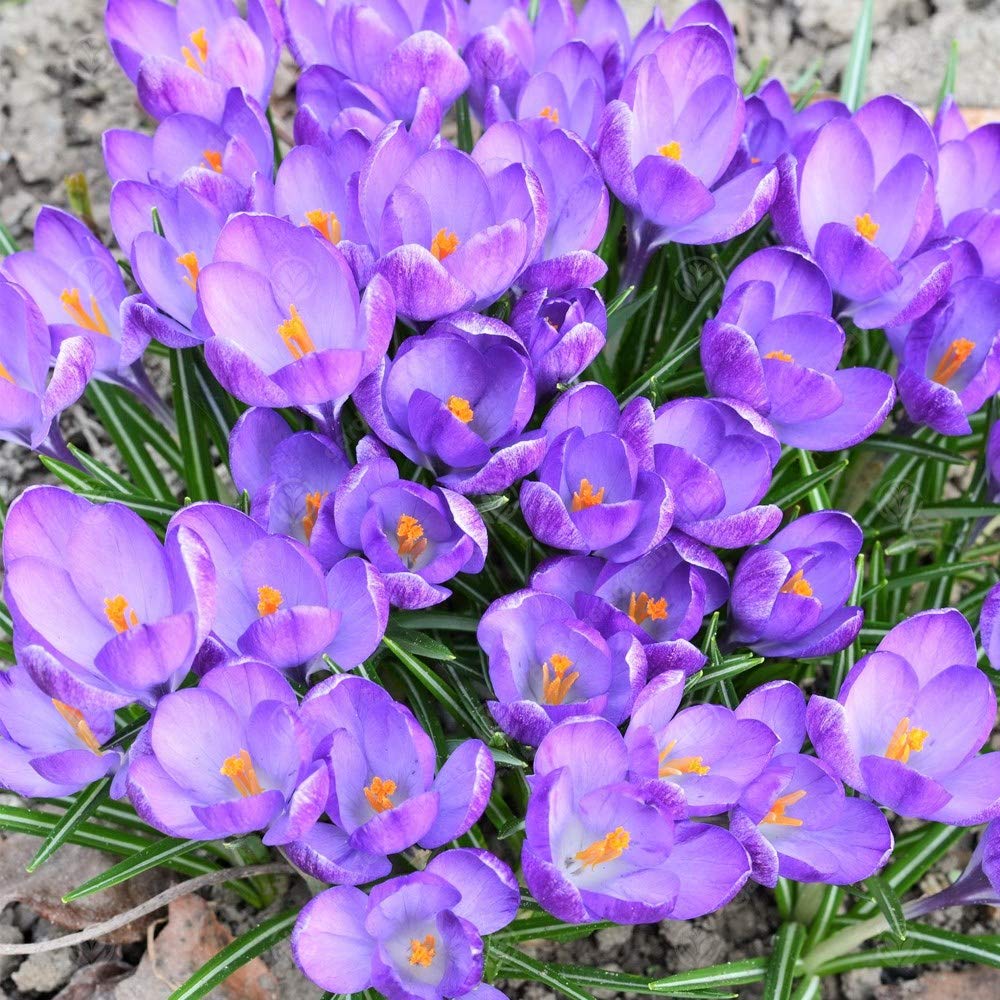 Crocus Sativus, bulbi da giardino a fioritura precoce, resistenti, piante da interno e esterno.