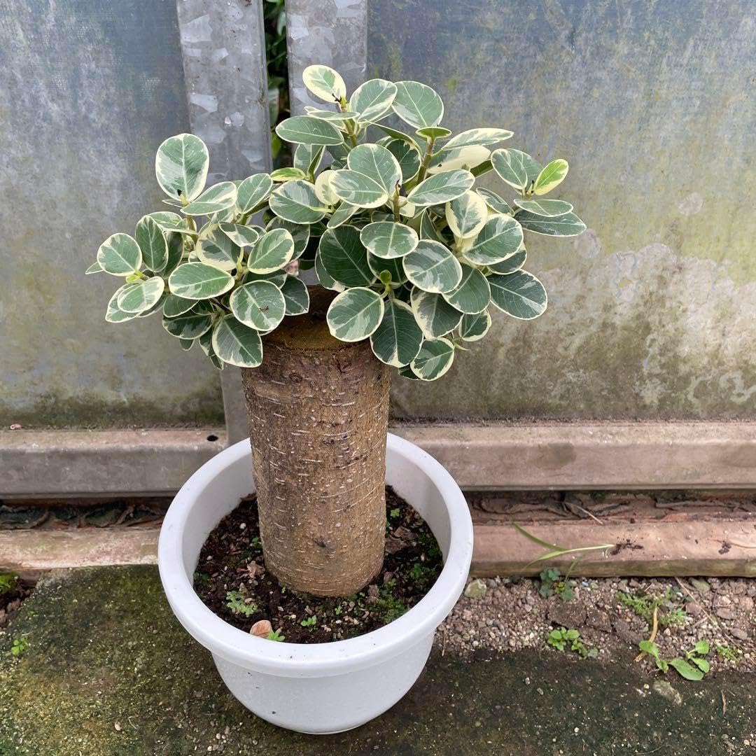 パンダガジュマル パンダガジュマル 斑入り 接木 8号リン鉢