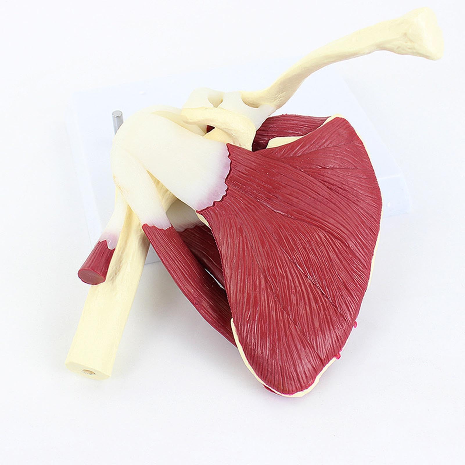 Muscolare Della Spalla Ausilio Didattico Anatomico In PVC | Anatomico Di Spalla E Cuffia Per Dottori Insegnanti Uomini Donne Ragazzi Ragazze Giovani Studio Insegnamento Dimostrazione