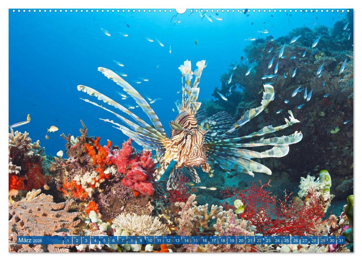 Tauchen: Wunderbares tiefblaues Meer (hochwertiger Premium Wandkalender 2026 DIN A2 quer), Kunstdruck in Hochglanz: Großartige Unterwasseraufnahmen in der blauen Tiefe: Faszination Tauchen