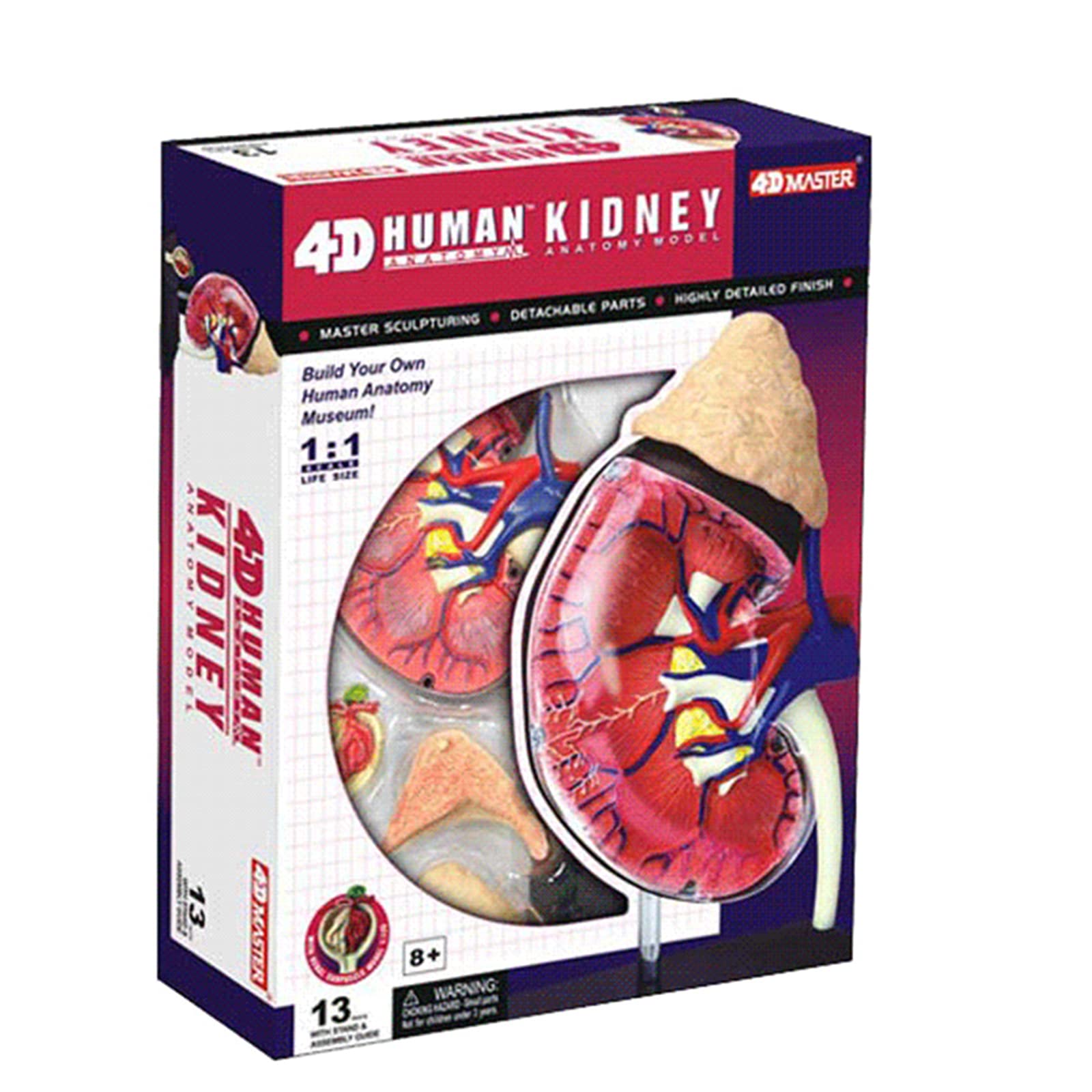 Modele dydaktyczne z zakresu biologii, Model anatomiczny narządów ciała człowieka w skali 1:1 - odłączany model medyczny do nauki układania puzzli