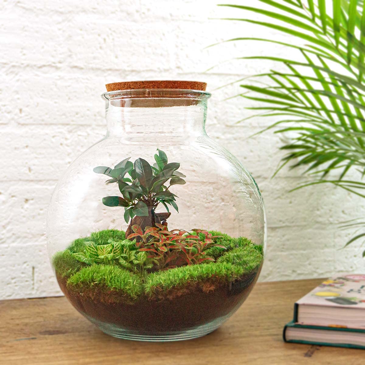 urbanjngl - Bolder Bob Bonsai Terrarium mit Licht - DIY Kit für Pflanzen - Ø 31 cm, Höhe 30 cm - Selbstregulierendes Ökosystem für Zuhause