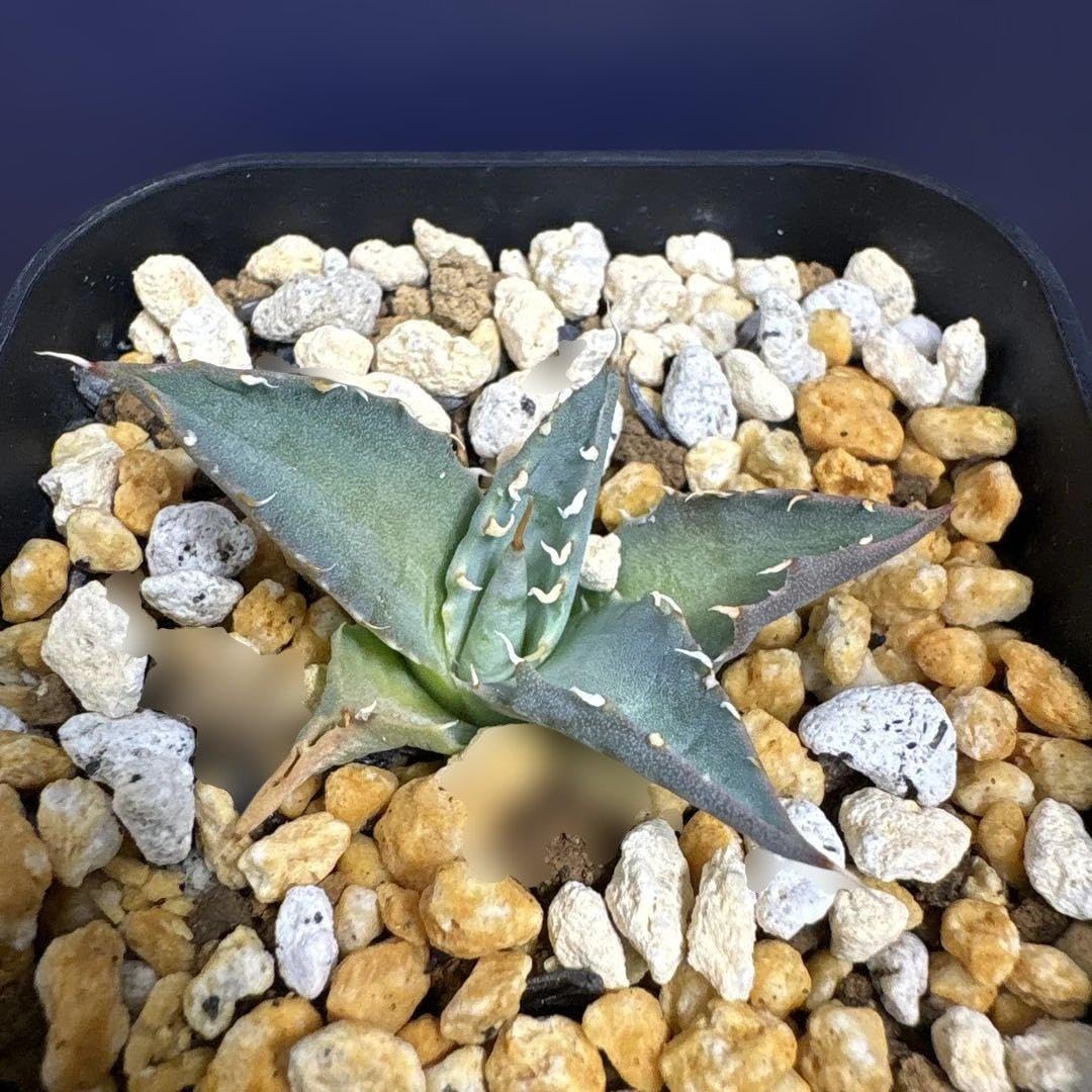 Amazon｜アガベ ユタエンシス エボリスピナ 28｜観葉植物 オンライン通販