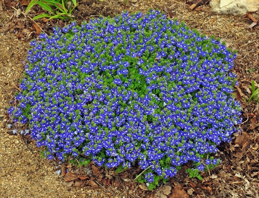 Veronica armena, Armenian Speedwell 20 Seeds, Perennial, Ground Cover, Low Growing