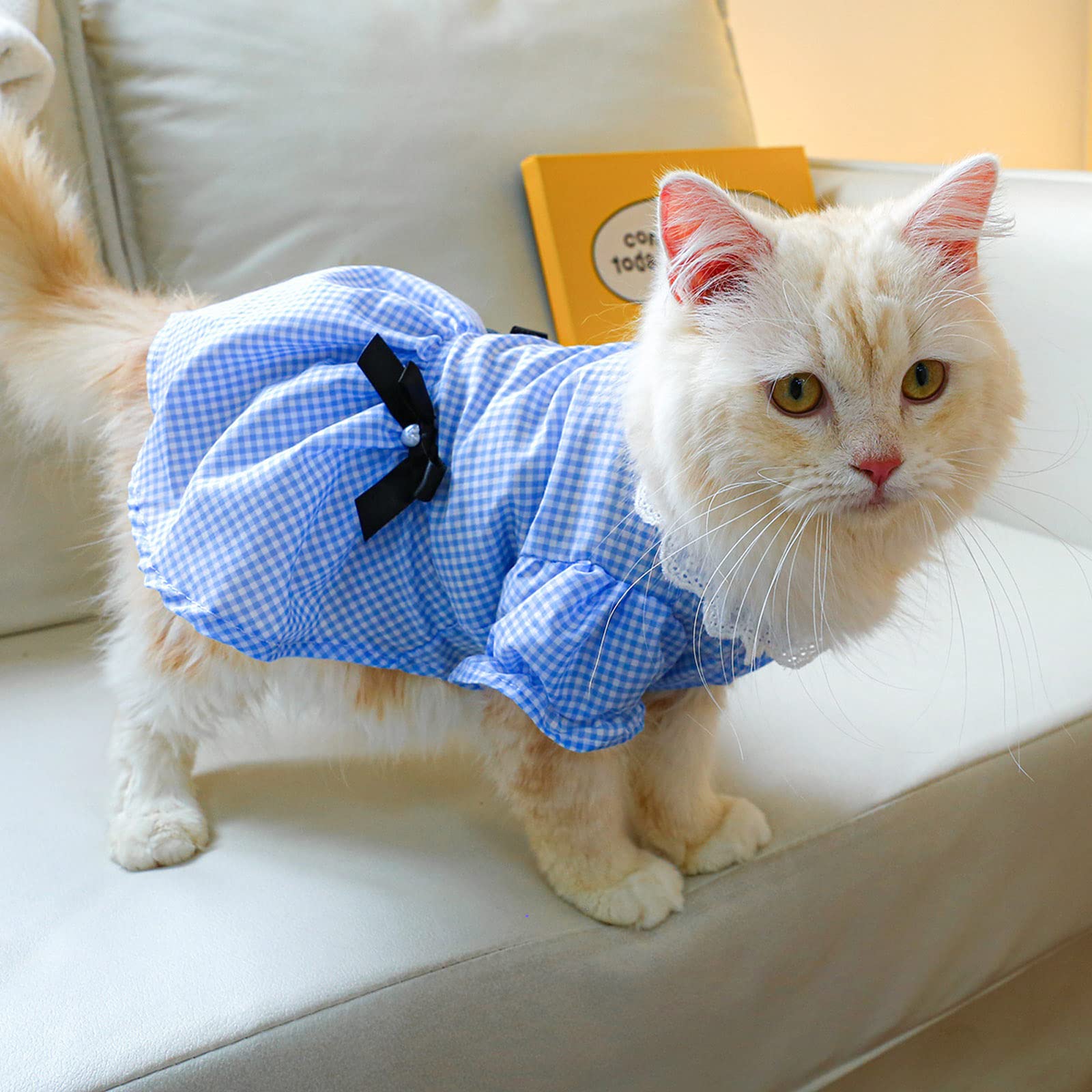 cat in blue dress Cat Dressing 450+ reels on Instagram