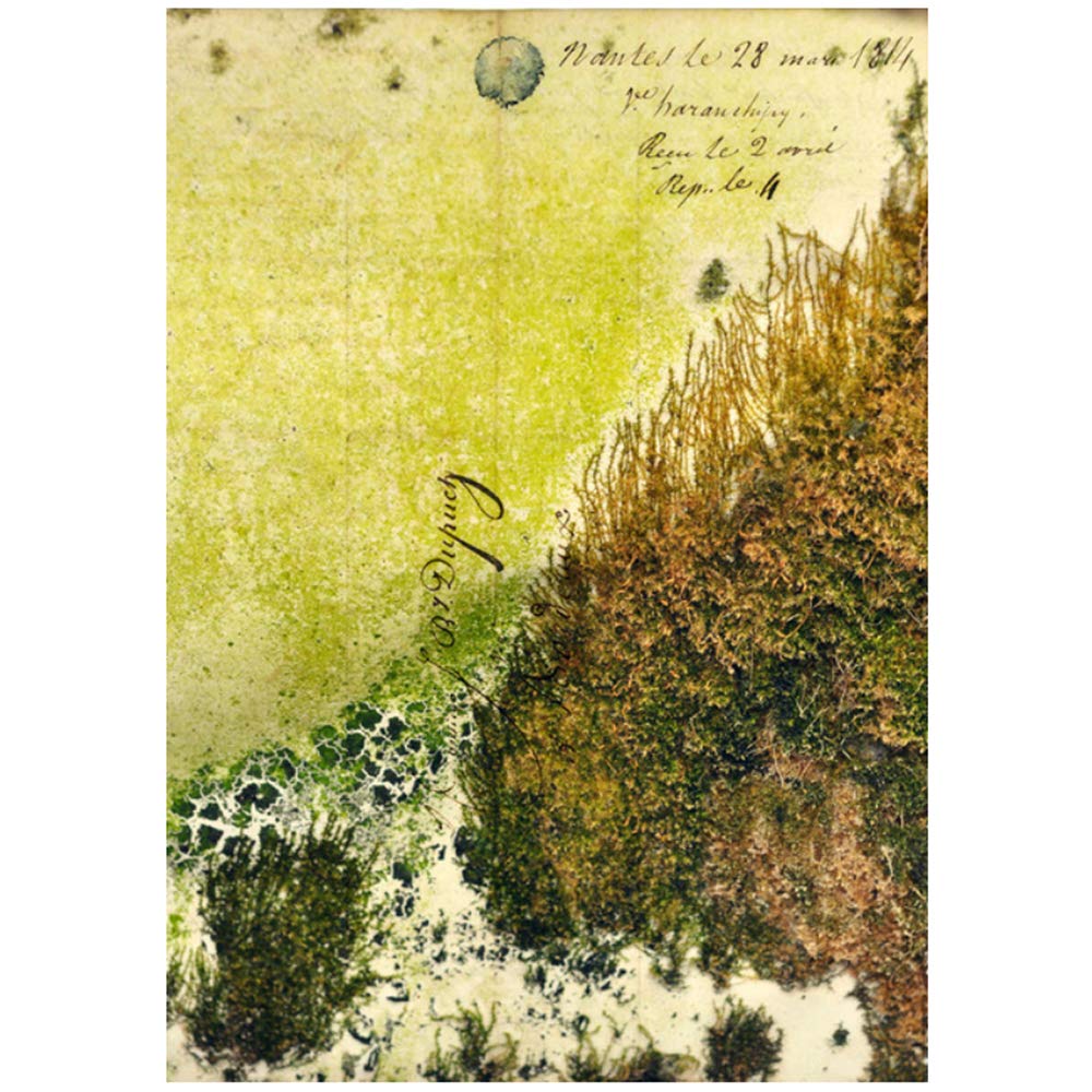 Imprimir lienzo pintura holandés musgo carteles y plantas verdes cuadros de pared para sala de estar arte moderno decoración del marco del hogar 60x80 cm x2 /23.6 "x 31.5" con marco