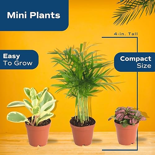 Miniatura 5 de Costa Farms Mini plantas de interior vivas de 2 pulgadas, maceta de vivero fácil de cultivar (paquete de 3) 4 pulgadas de alto, elección del