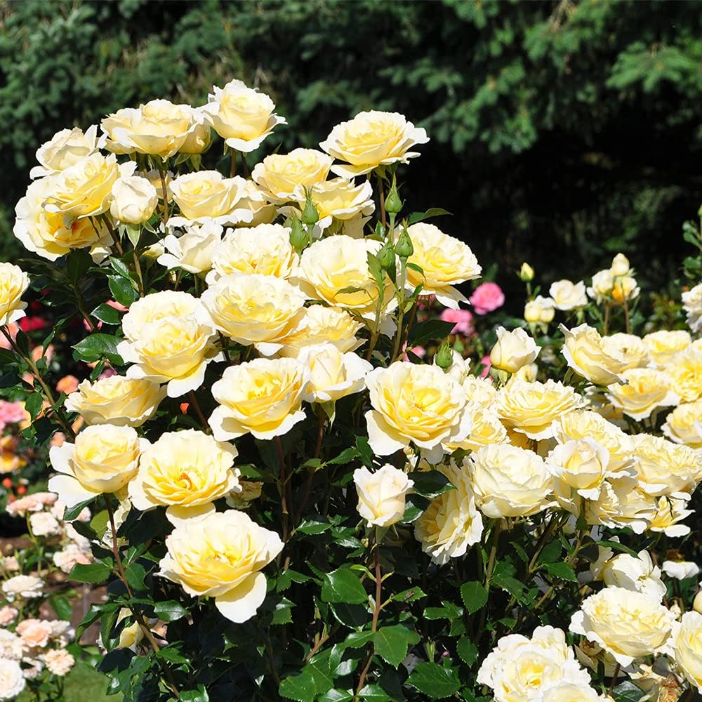 Heirloom Floribunda Roses, Live Own Root Plant for Outdoor Garden, Irish Hope™, Very FragrantHardiness Zones: 6-10, Continual Blooming