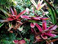 Vista 3 de Arcadia Jungle Dawn LED Bar - 34W