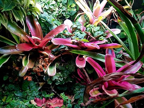 Miniatura 3 de Jungle Dawn - Barra de luz LED para terrario (34 W)