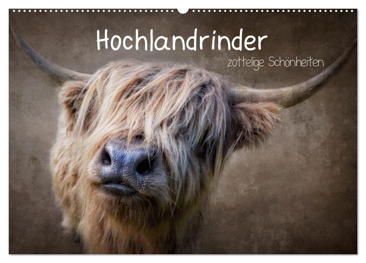 Hochlandrinder - Zottelige Schönheiten (Wandkalender 2026 DIN A2 quer), CALVENDO Monatskalender: Die Models unter den Kühen in eindrucksvollen Bildern (CALVENDO Tiere)