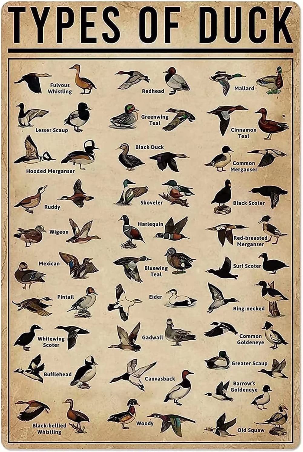 rayprint Duck Knowledge Metal Poster Type Of Duck Tin Signs School Club Hunting Lodge Cafe Bedroom Bathroom Kitchen Home Art Wall Decoration Plaque 12x16 Inches