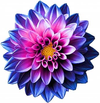 Dahlia Bulbs Dahlia Tubers Wedding Flowers/Hardy Perennial/Garden Flowers-5bulbs-a